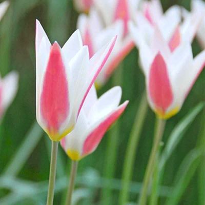 100 x Tulp 'Peppermintstick'