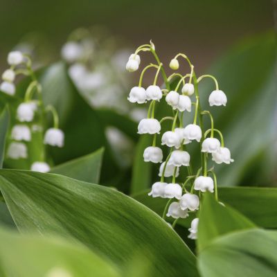 50x Convallaria majalis