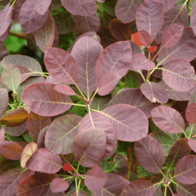 Pruikenboom 'Royal Purple'