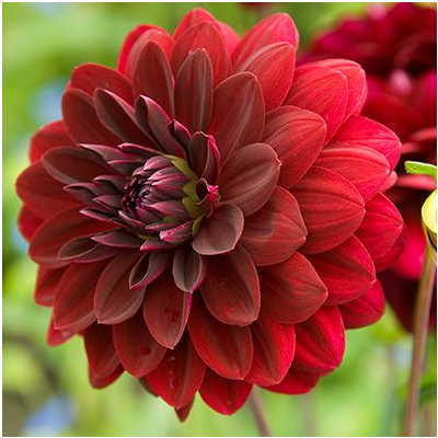 15x Dahlia Arabian Night 