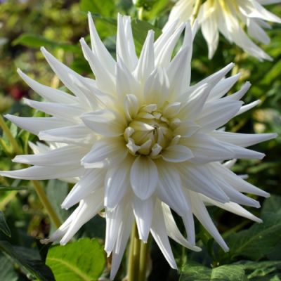 15x Dahlia Cactus wit