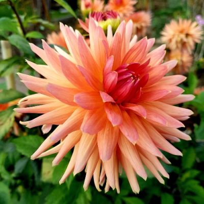 15x Dahlia Cactus zalm