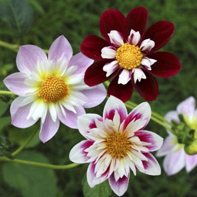 15x Dahlia Favourite Ballet