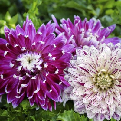 15x Dahlia Favourite Dance 