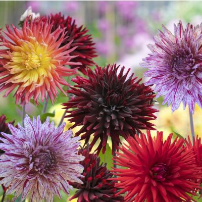 15x Dahlia Favourite Love 