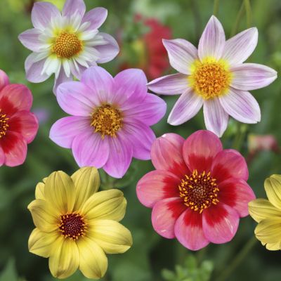 15x Dahlia Happy Single mix