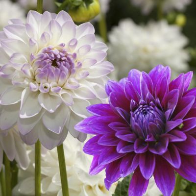 15x Dahlia Pink Purple Touch