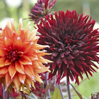 15x Dahlia Salt & Pepper