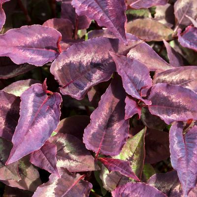 Borderpakket Persicaria microcephala ‘Red Dragon’