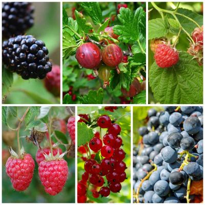 Gemengde fruittuin voor grote tuinen 