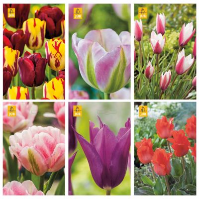 Bloembollen pakket Tulpen mix