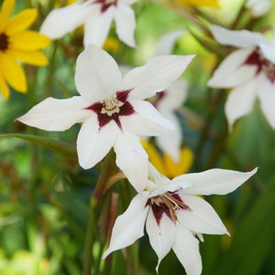 250x Gladiolus callianthus