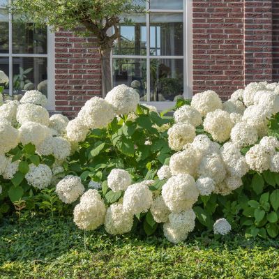 Hortensia 'Annabelle'