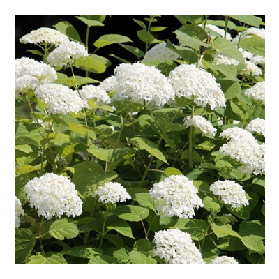 Pluimhortensia 'Limelight'® 