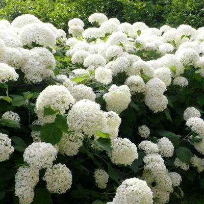 Hortensia 'Strong Annabelle'