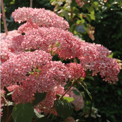 Hortensia 'Pink Annabelle'®