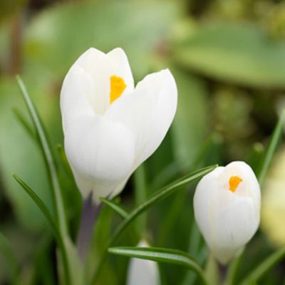 100 x Bonte krokus 'Jeanne d'Arc'