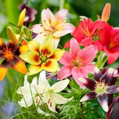 25x Lilium Aziatisch mix