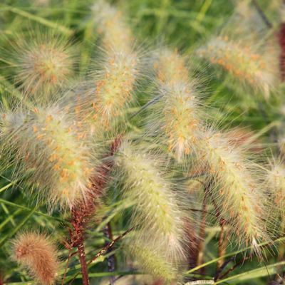 Lampepoetsersgras 'Little bunny'