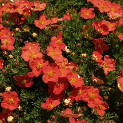 Potentilla Red Ace