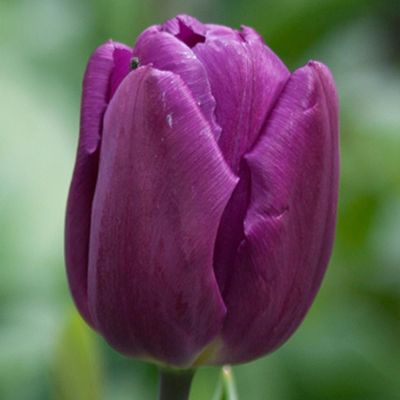 100 x Tulp 'Purple Prince'