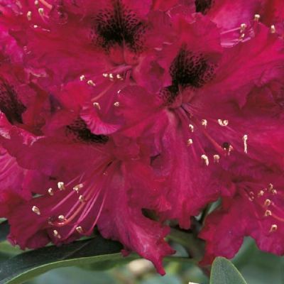 Rhododendron Marie Forte