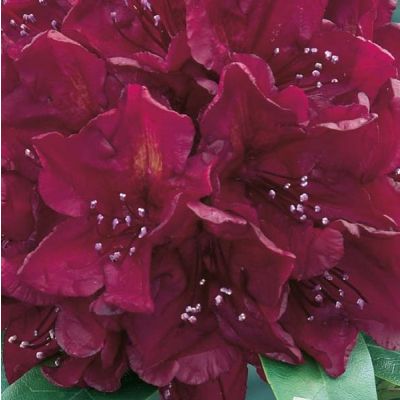 Rhododendron Moser's Maroon