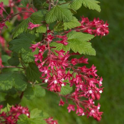 Siertrosbes, Ribes