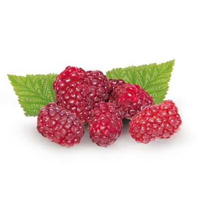 Braamboos 'Tayberry'