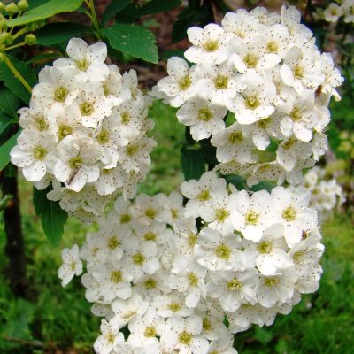 Spiraea Vanhoutteii