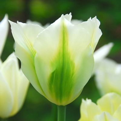 100 x Tulp 'Spring Green'