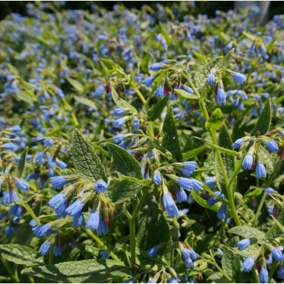 Borderpakket grandiflorum Wisley Blue