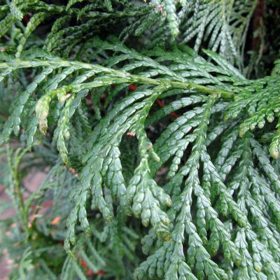 Thuja Martin