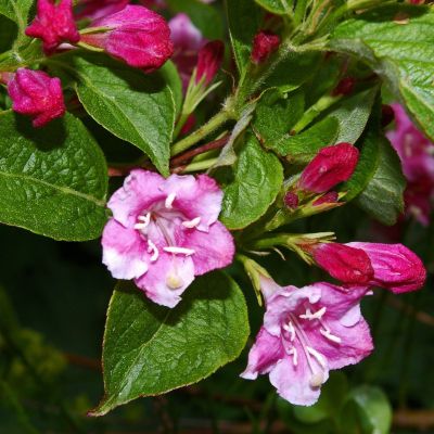 Weigela Bristol Ruby