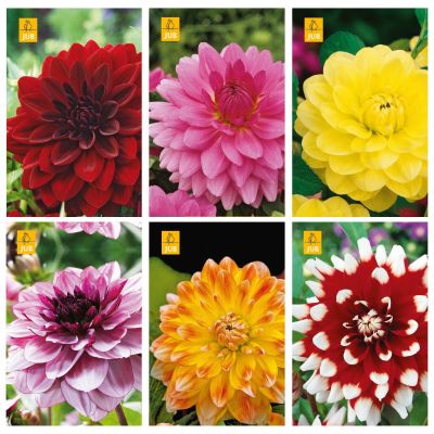 Bloembollenpakket Dahlia decorative