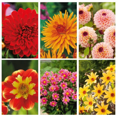 Bloembollenpakket Dahlia mix