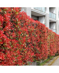 Glansmispel 'Red Robin'