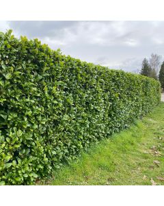 Laurier Rotundifolia