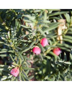 Taxus Hicksii (met besjes)