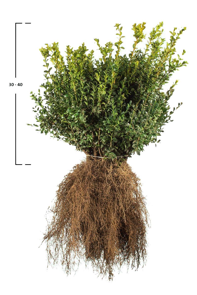 Buxus