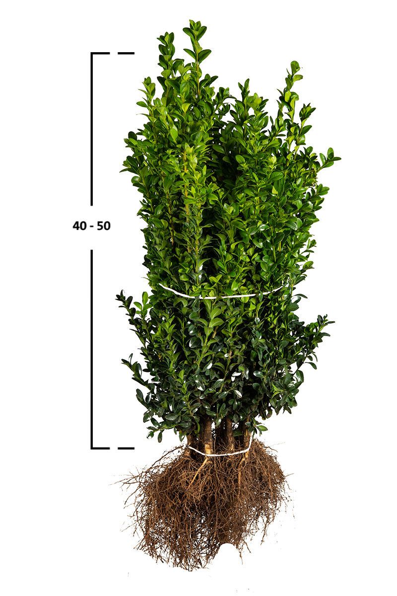 Buxus