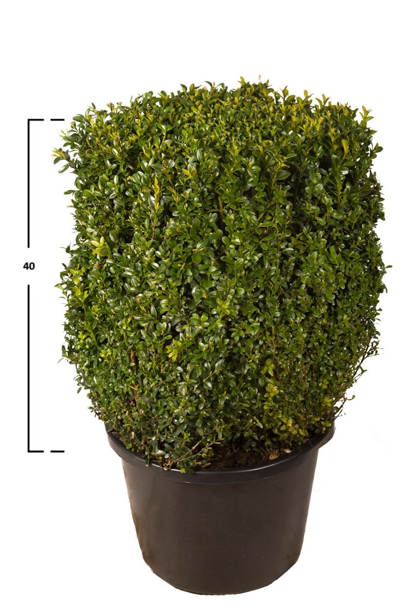 Buxus kubus 40h x 30 x 30 cm