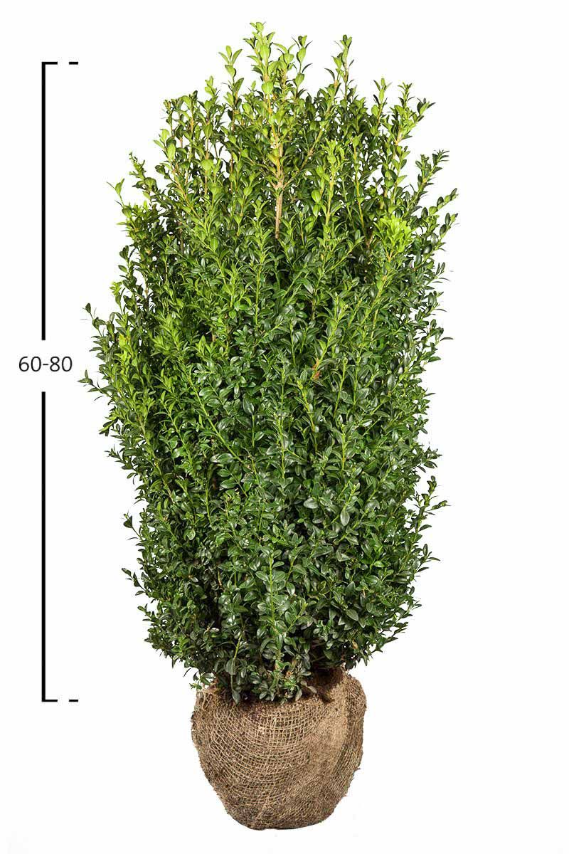 Buxus