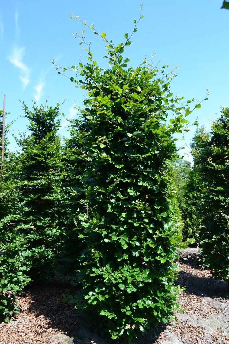 Groene beukenhaag