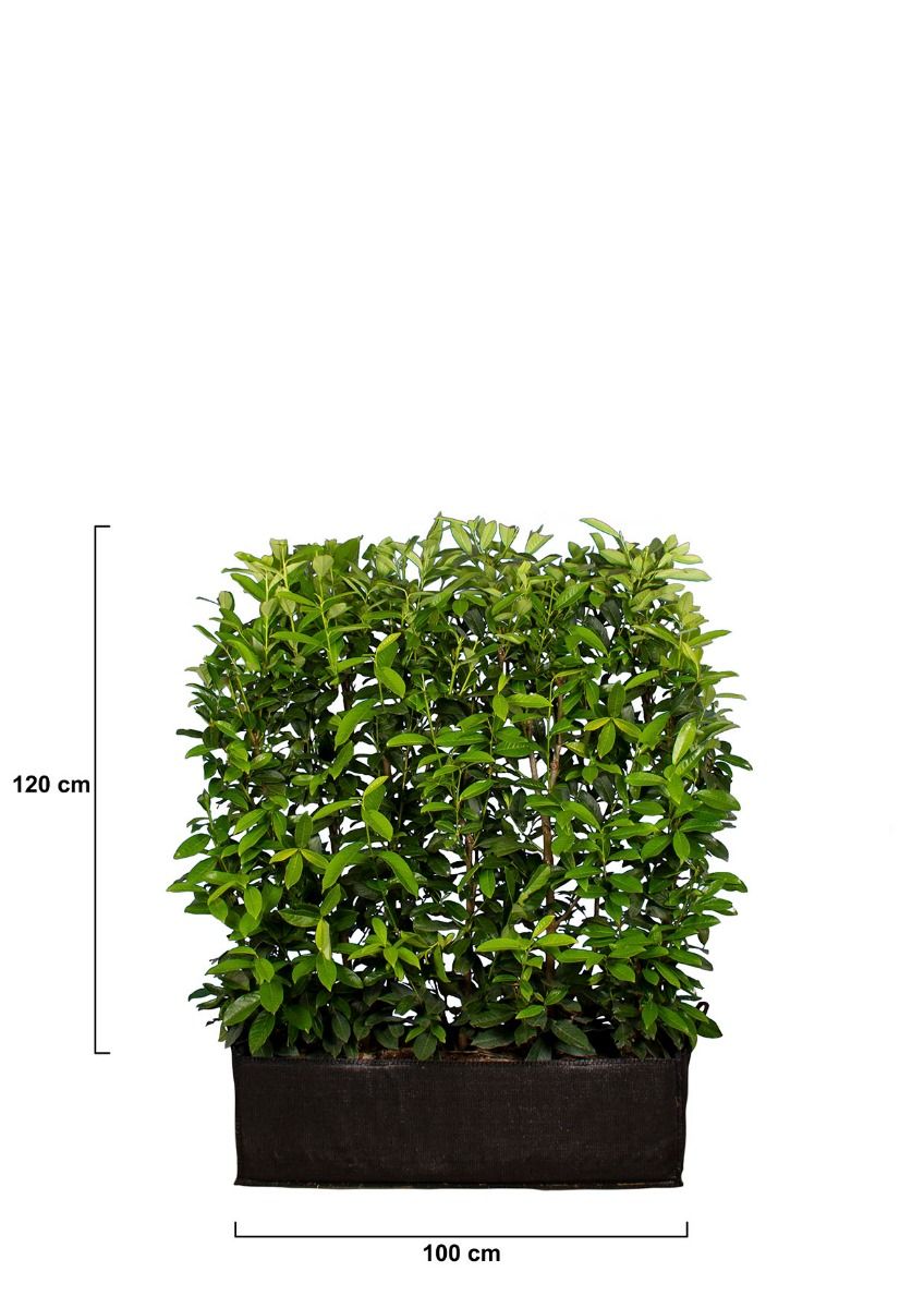 Laurier Genolia® 120 cm.