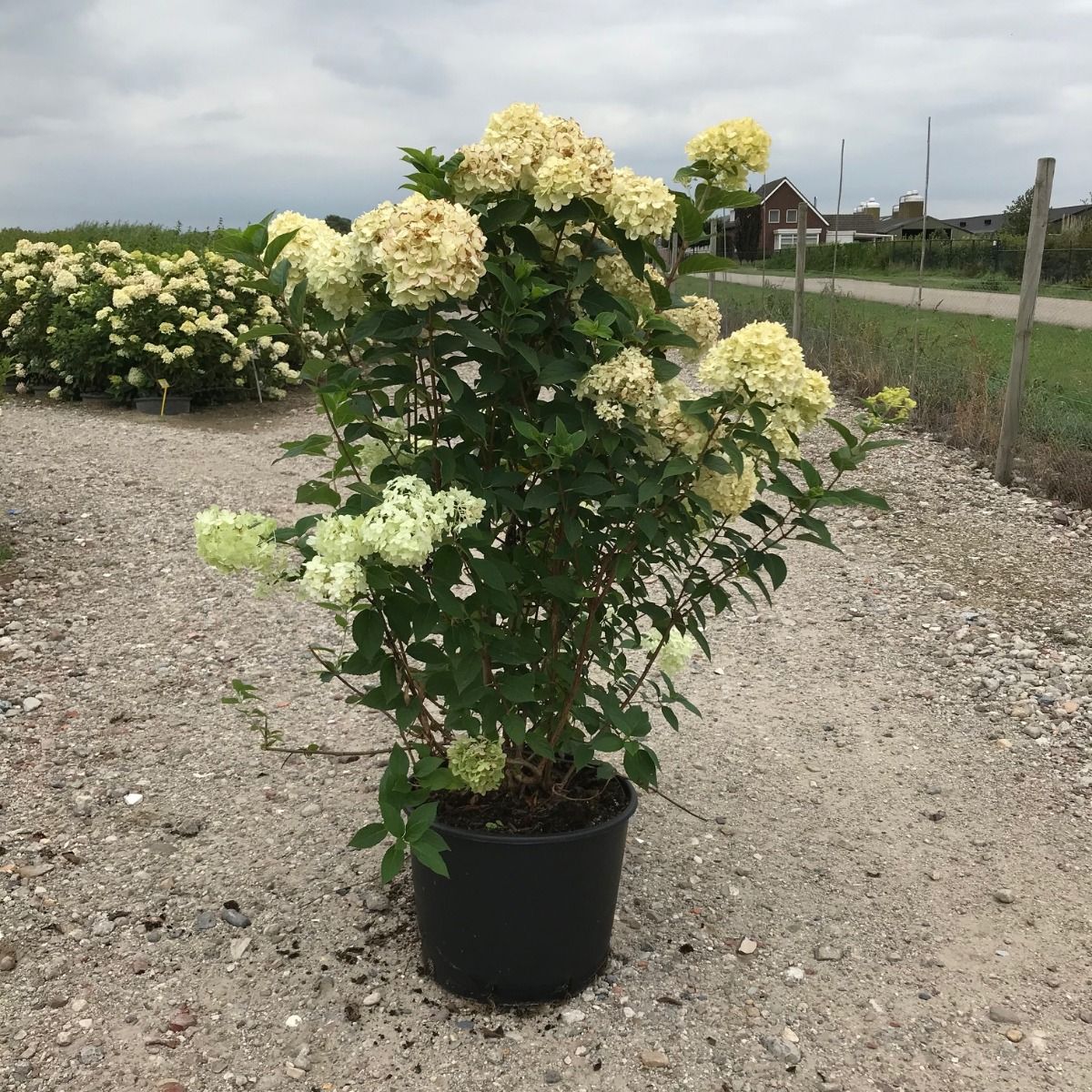 Pluimhortensia 'Limelight'®