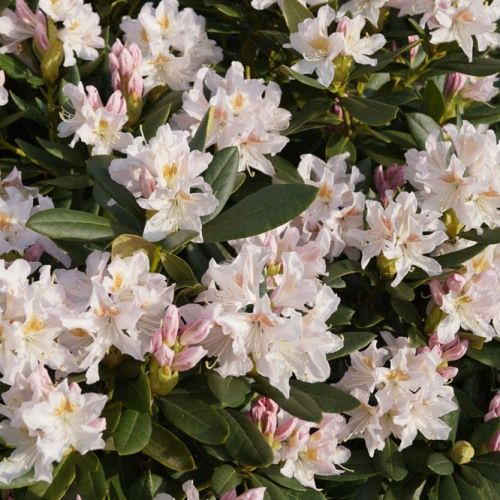 Rhododendron ‘Madame Masson’