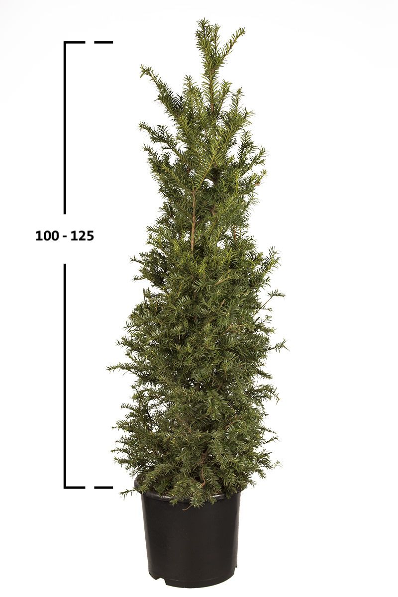 Taxus baccata struik