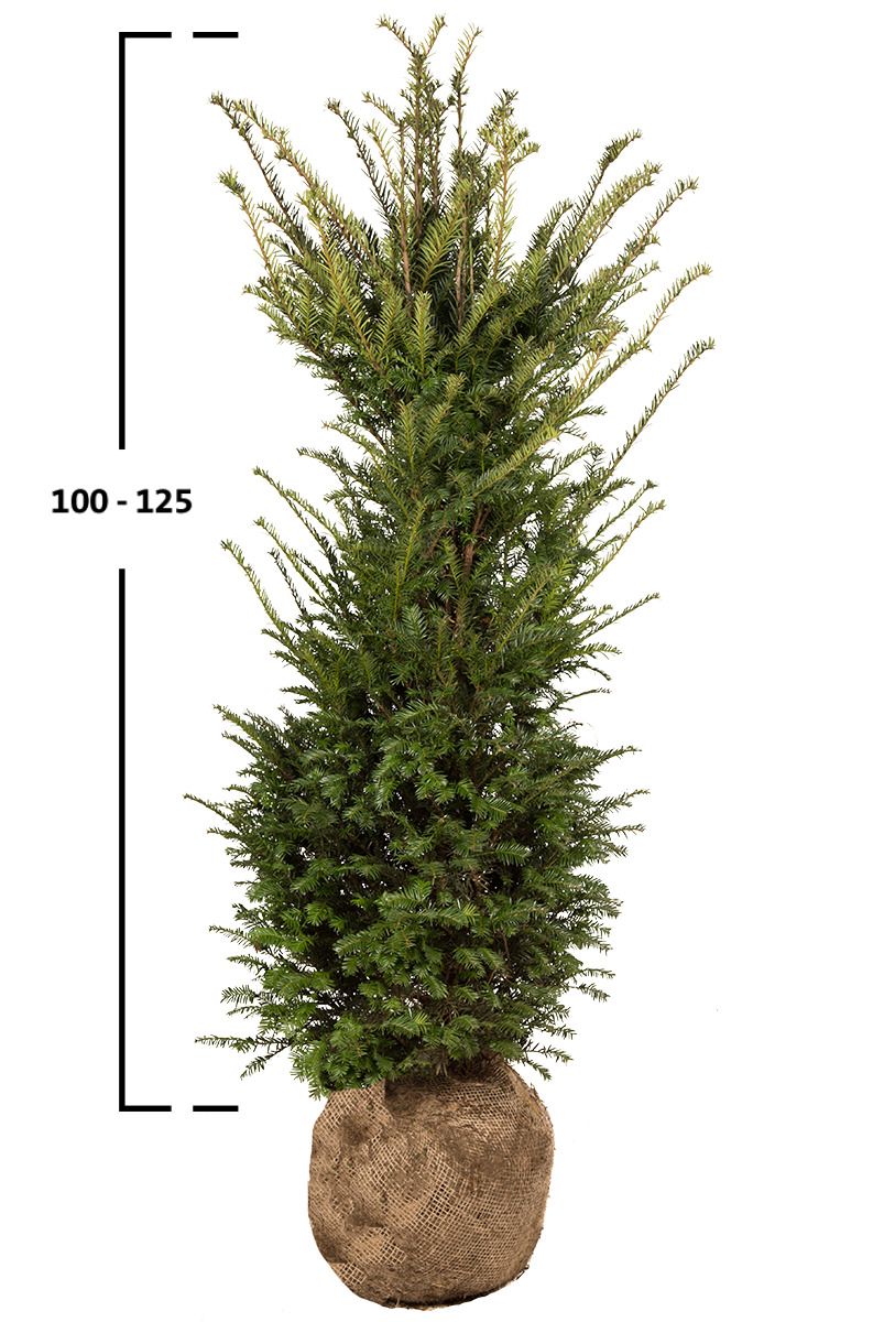 Taxus baccata struik