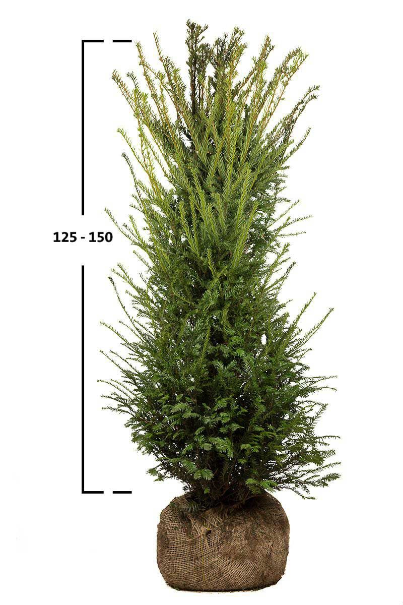 Taxus baccata struik